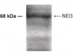 NEI3 Antibody - BSA Free, Novus Biologicals 0.025 mL; Unconjugated:Antibodies,